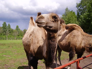 Image showing Camel