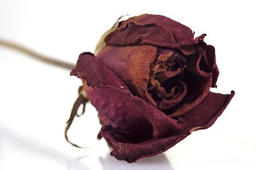 Image showing Withered Red Rose