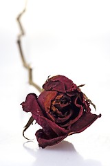 Image showing Withered Red Rose