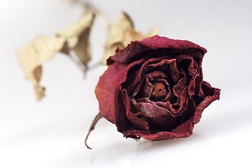 Image showing Withered Red Rose