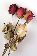 Image showing Withered Red Rose