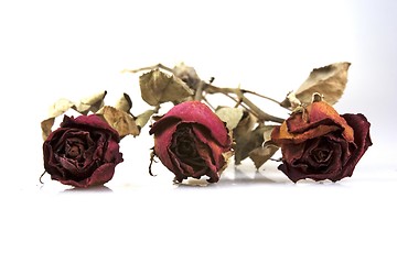 Image showing Withered Red Rose