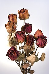 Image showing Withered Red Rose