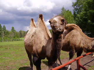 Image showing Camel