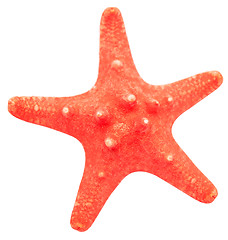 Image showing sea star