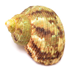 Image showing shell on white