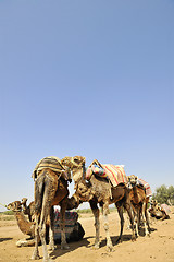 Image showing camel