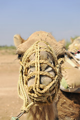 Image showing camel