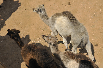 Image showing camel