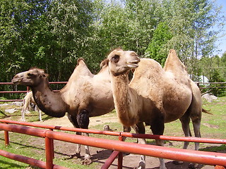 Image showing Camel