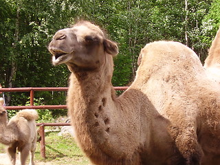 Image showing Camel