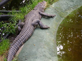 Image showing Crocodile