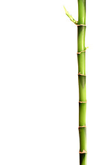 Image showing Bamboo stick