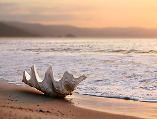 Image showing Seashell on the beach