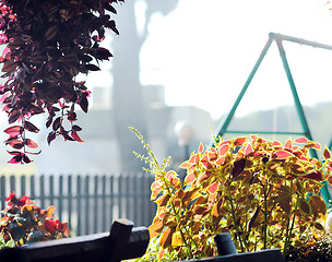 Image showing colorful balcony with flowers