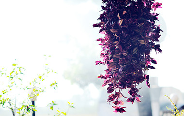 Image showing colorful balcony with flowers