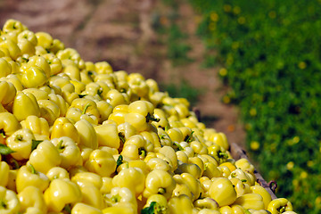 Image showing fresh organic food peppers