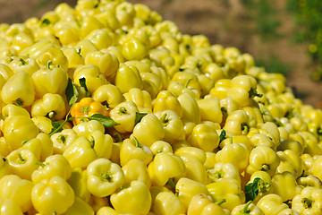 Image showing fresh organic food peppers