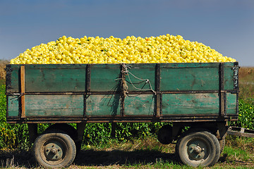 Image showing fresh organic food peppers