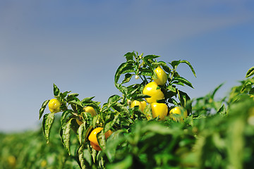 Image showing fresh organic food peppers