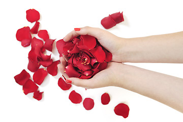 Image showing woman hand holding rose petals 