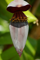 Image showing flower of the banana tree