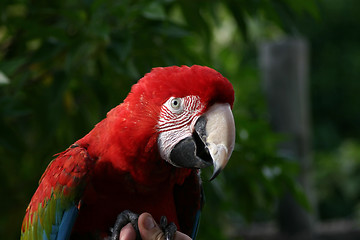 Image showing red macaw parrot