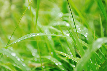 Image showing gras and flowers background at raint