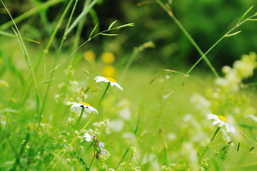 Image showing gras and flowers background at raint