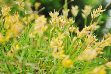 Image showing gras and flowers background at raint