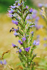 Image showing gras and flowers background at raint