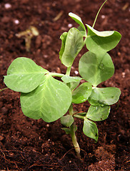 Image showing Developing pea