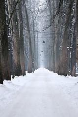 Image showing winter,snow,alley,nature,park,white,frost,season,tree,light,land