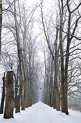 Image showing winter,snow,alley,nature,park,white,frost,season,tree,light,land