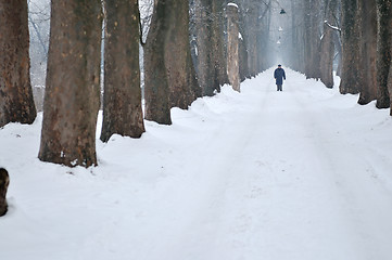 Image showing one senior man wak outdoor in nature