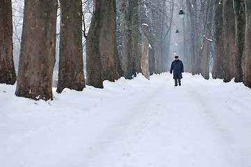 Image showing one senior man wak outdoor in nature