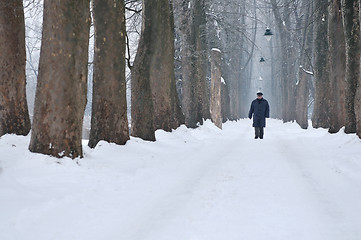 Image showing one senior man wak outdoor in nature