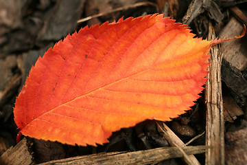 Image showing Fallen leaf