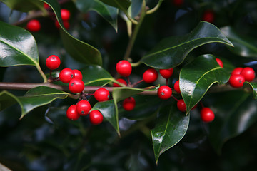 Image showing Holly berries