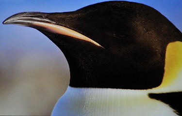 Image showing pinguin