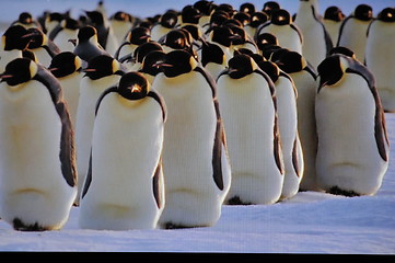 Image showing pinguin