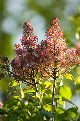 Image showing Lilac flower