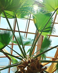 Image showing palm and wooden roof construction