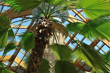 Image showing palm and wooden roof construction