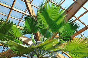 Image showing palm and wooden roof construction