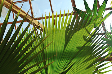 Image showing palm and wooden roof construction