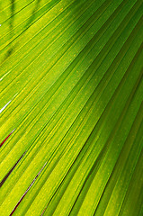 Image showing palm background