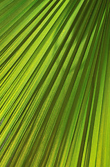 Image showing palm background