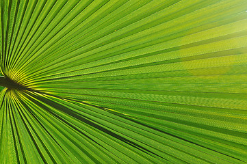 Image showing palm background