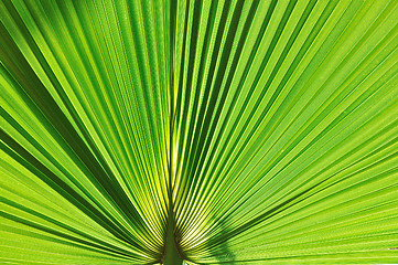 Image showing palm background